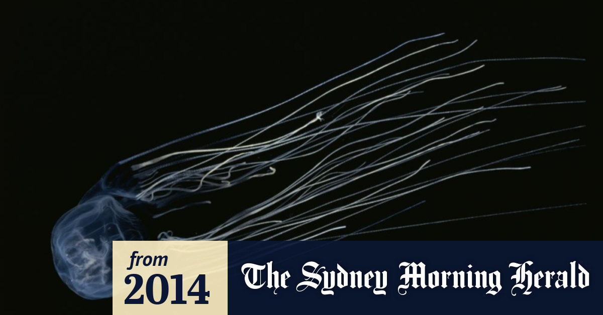 Vinegar on jellyfish sting can be deadly researchers